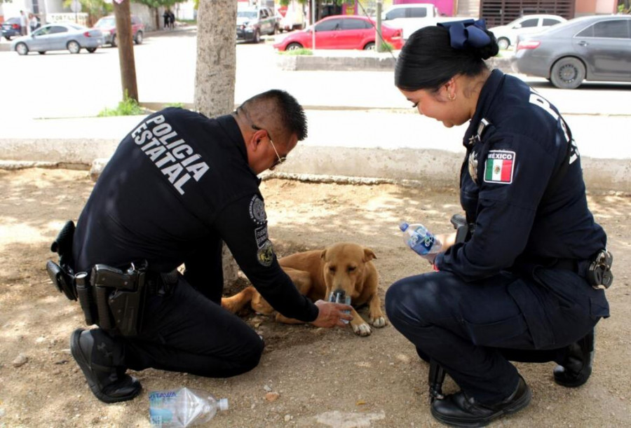 Policía capacitada en maltrato animal