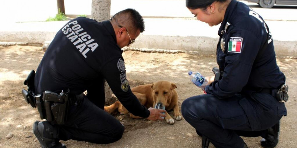 Capacitan a elementos de la policía de Sonora en maltrato animal