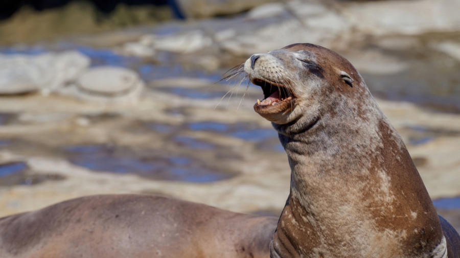 Foca