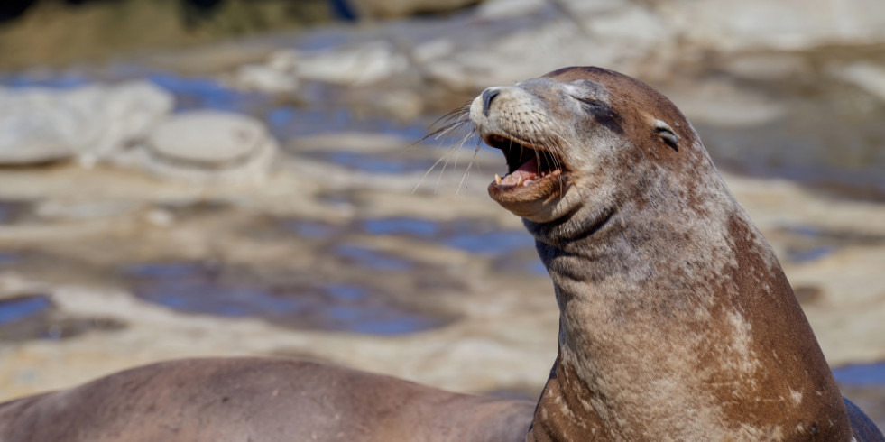 Detectan rabia en focas de la costa de Sudáfrica