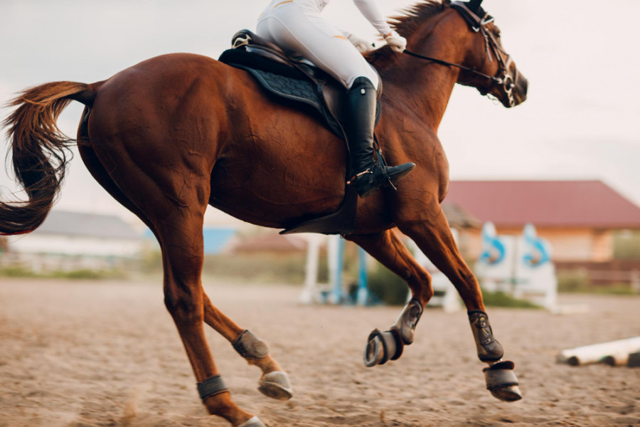 Caballo carrera