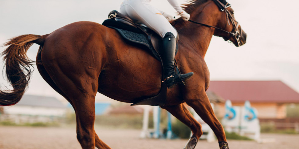 Revelan que los sensores de movimiento son prometedores para identificar caballos con riesgo de lesiones