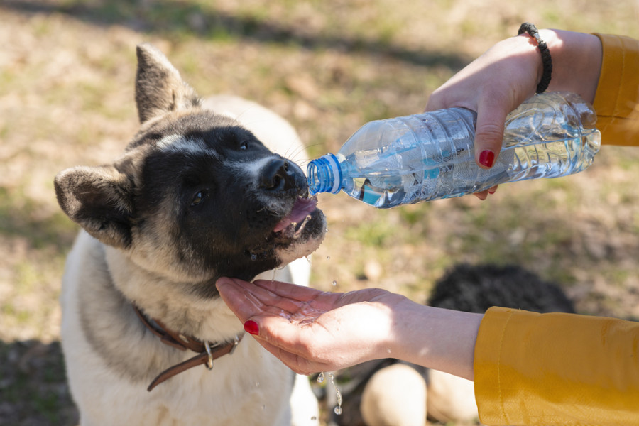 Perro bebiendo agua