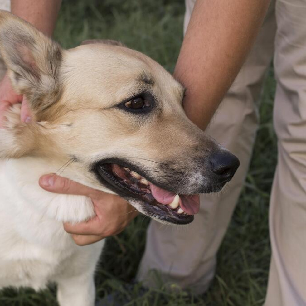 Una veterinaria derriba los mitos sobre cómo minimizar el riesgo al eliminar las garrapatas en las mascotas