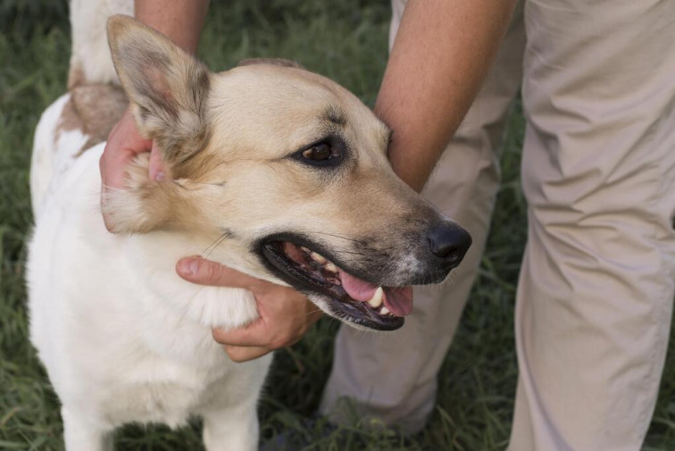 Una veterinaria derriba los mitos sobre cómo minimizar el riesgo al eliminar las garrapatas en las mascotas