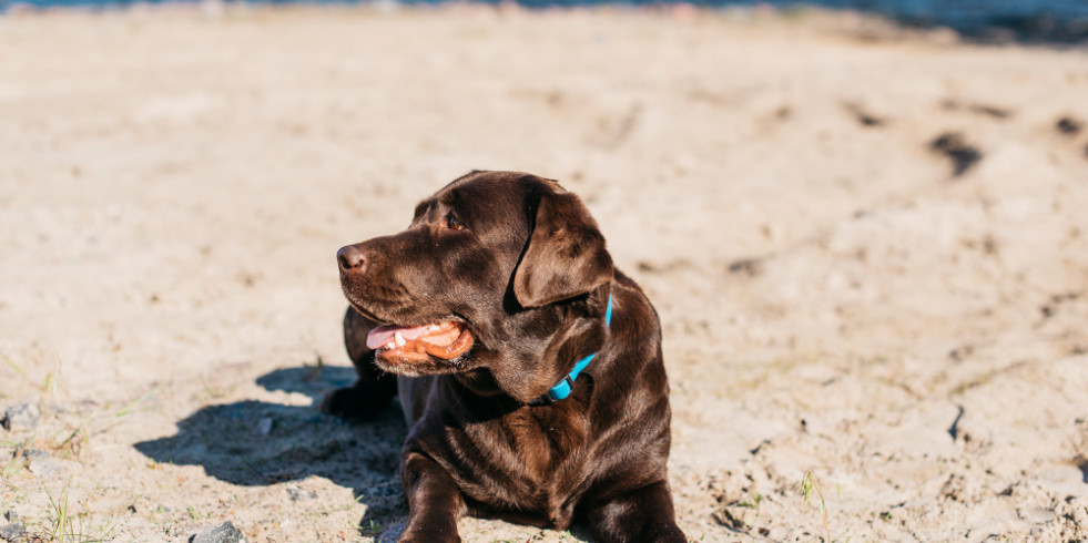 Guía para proteger a los animales de compañía ante las olas de calor