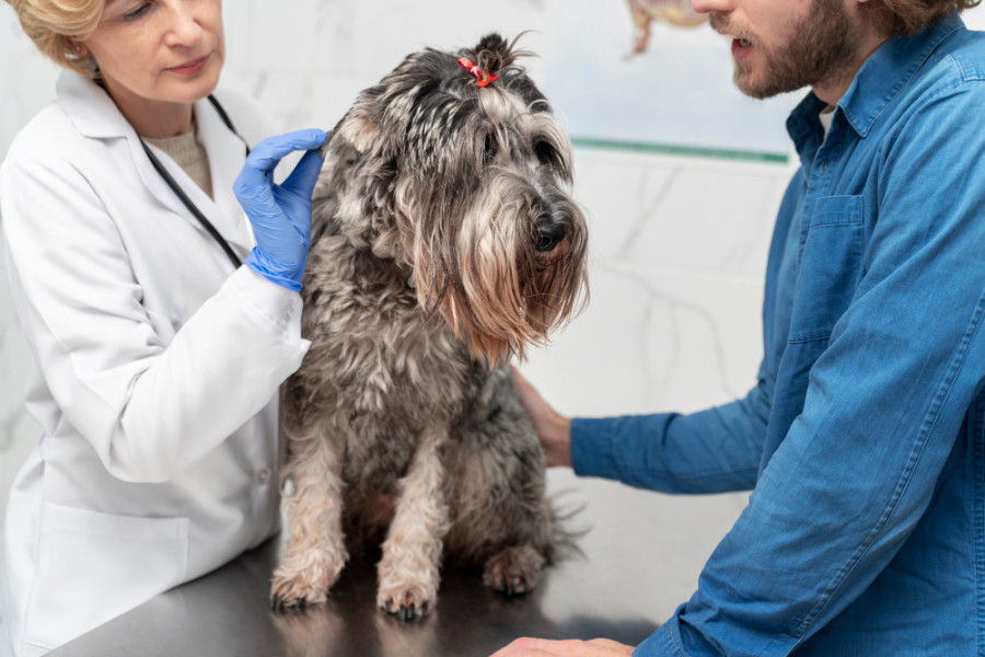 Perro en consulta