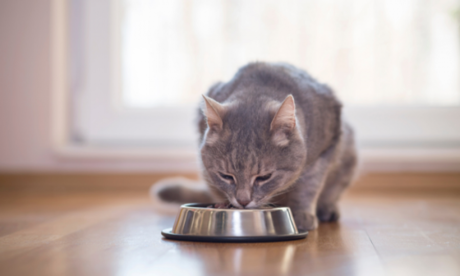 Gato comiendo