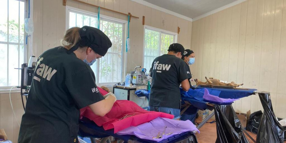 Emite Quintana Roo la primera Guía Técnica de Esterilización de Perros y Gatos a nivel nacional