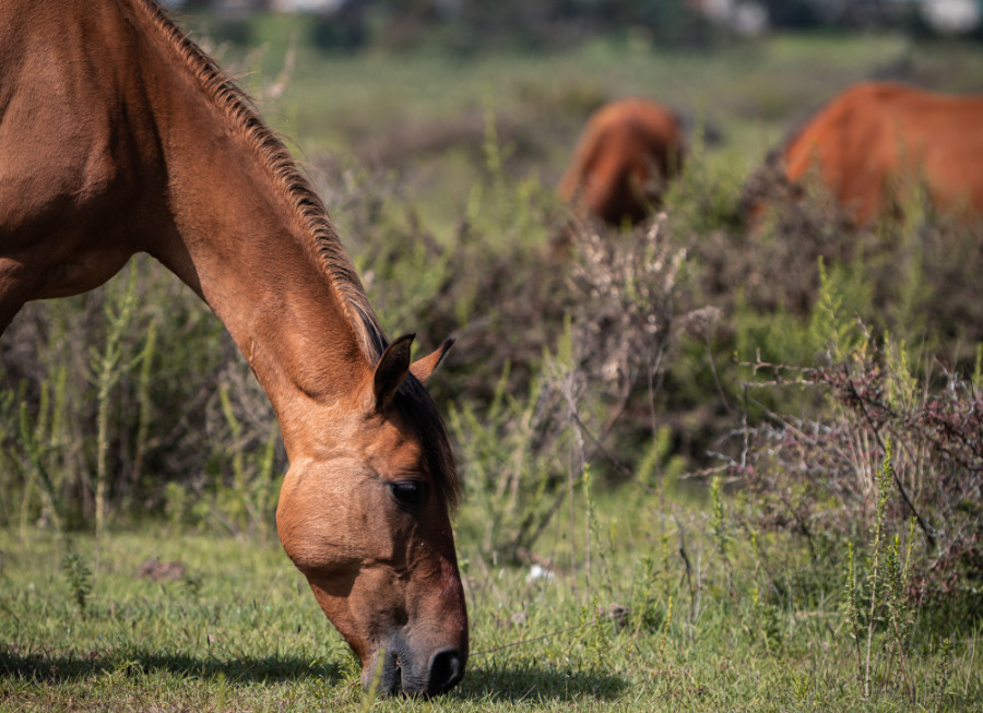 Caballo