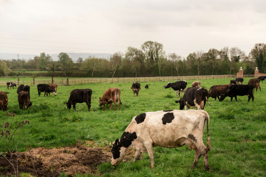 Vacas