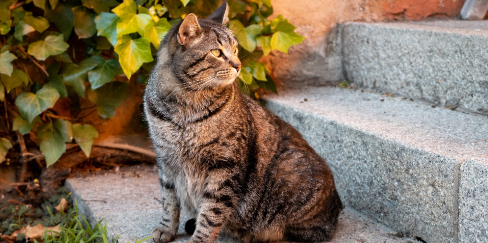 Presencia de una especie de Tritrichomonas hasta ahora desconocida en un gato