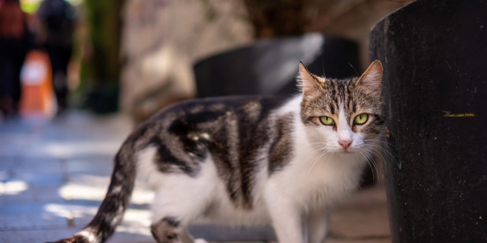 Los gatos, principal fuente de transmisión zoonótica de esporotricosis en América Latina