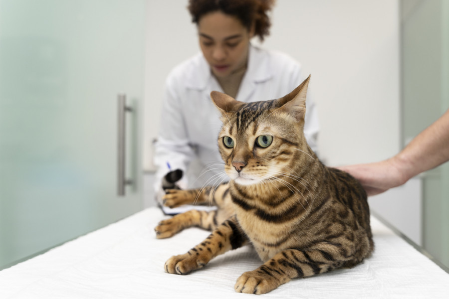 Gato en veterinario