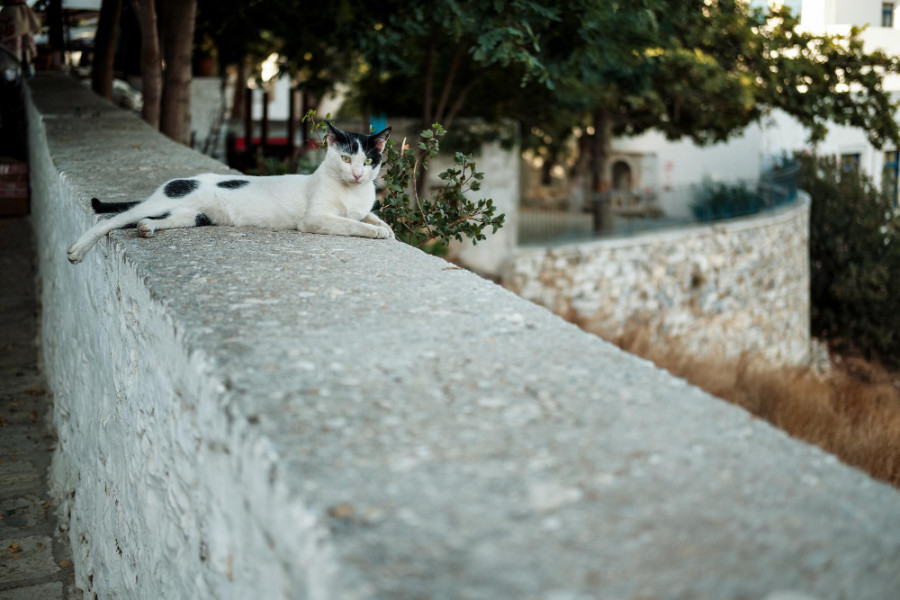 Gato callejero