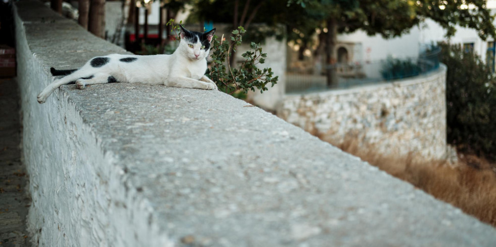 Problemas ambientales en la isla valenciana con una de las densidades más altas de gatos asilvestrados