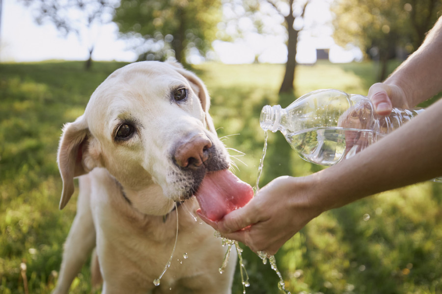 Perro hidratándose Colegio veterinarios toledo