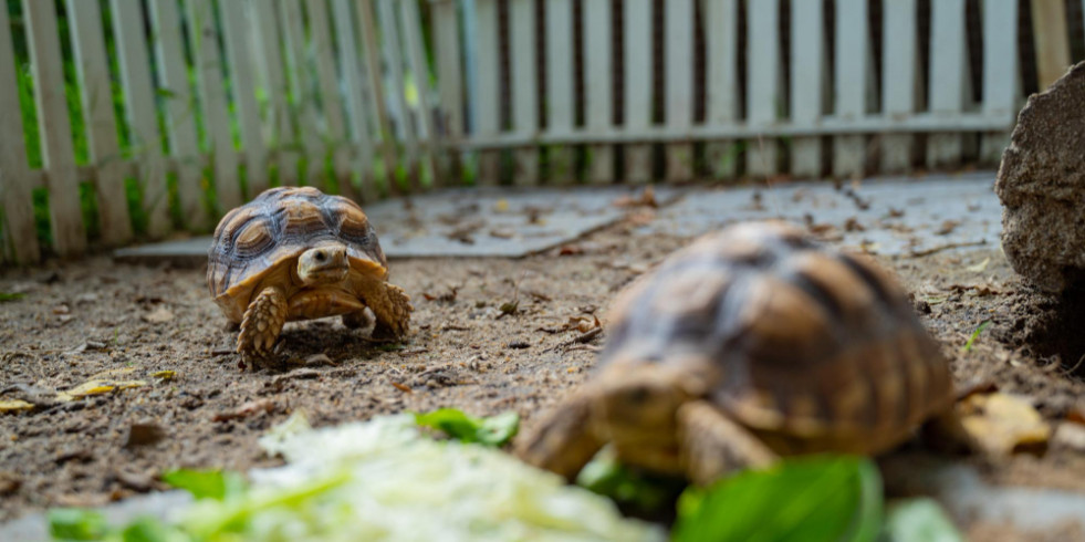 Brote de salmonela vinculado a tortugas mascotas enferma al menos a 51 personas en Estados Unidos