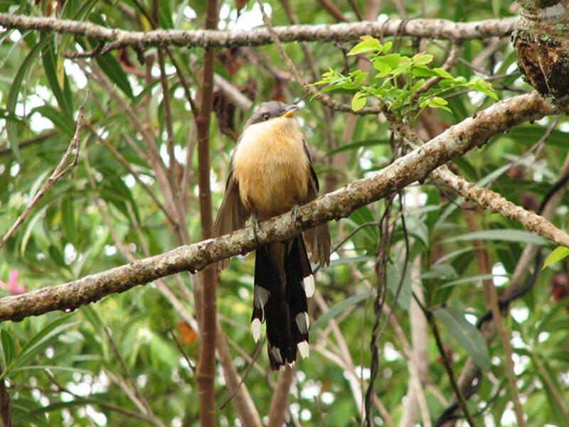 Cuclillo de manglar