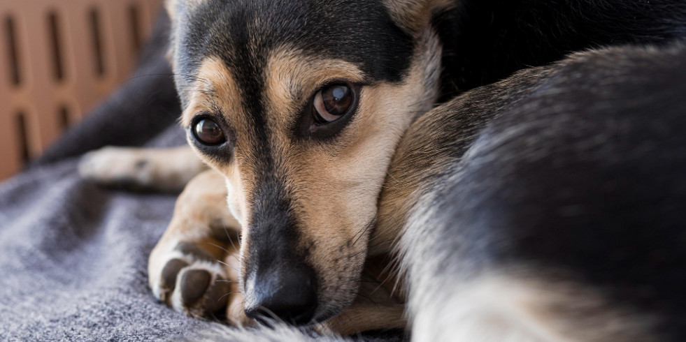 ¿Pueden los perros sufrir depresión posvacacional?