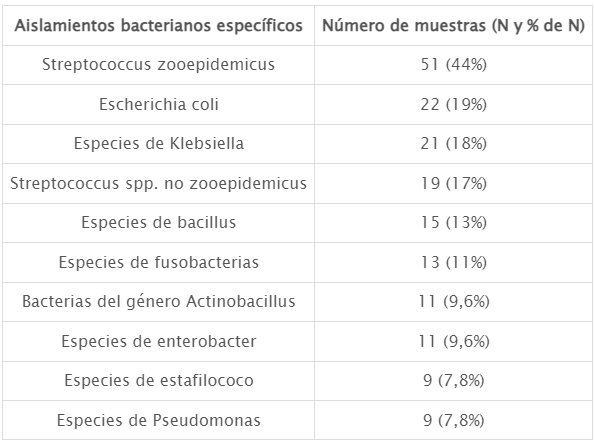 Aislamientos bacterianos neumonía bacteriana caballos