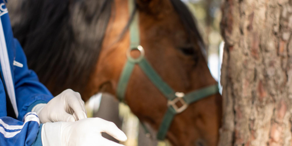 Expertos revelan el vínculo entre la linfocitosis y una menor mortalidad en caballos con neumonía bacteriana