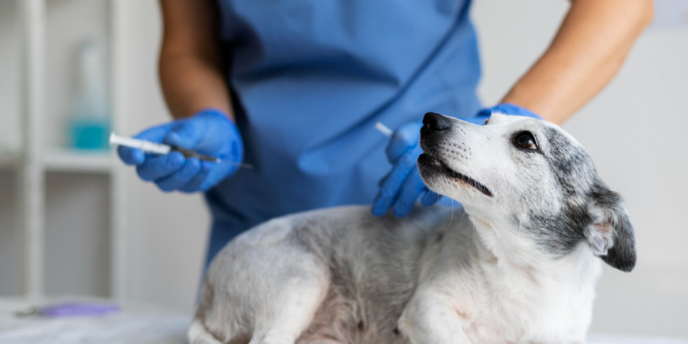 Identifican biomarcadores útiles en el diagnóstico de la disfunción cognitiva canina con utilidad en humanos