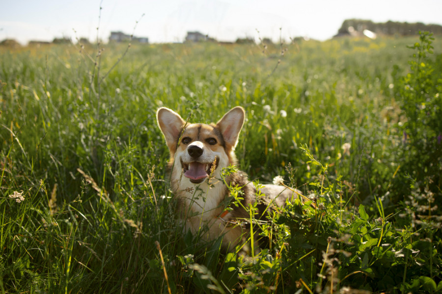 Perro plantas