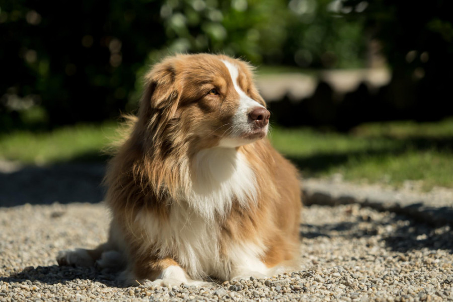 Perro bonito