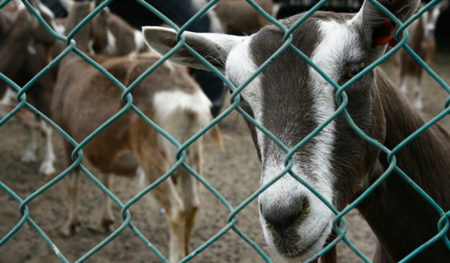 Cabras