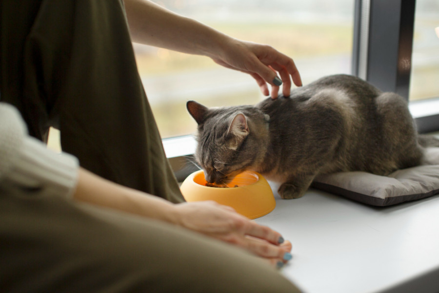 Gato comiendo (3)