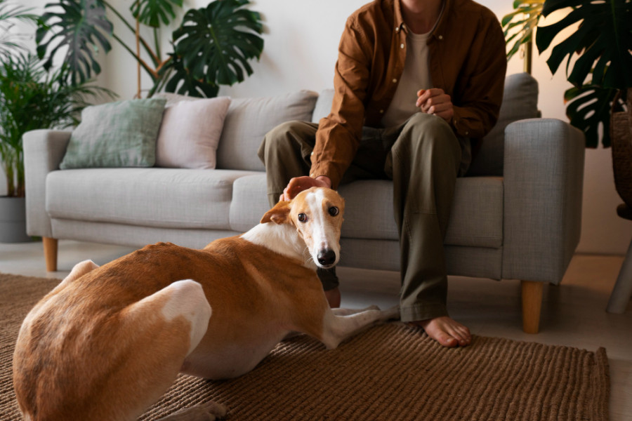 Perro en casa