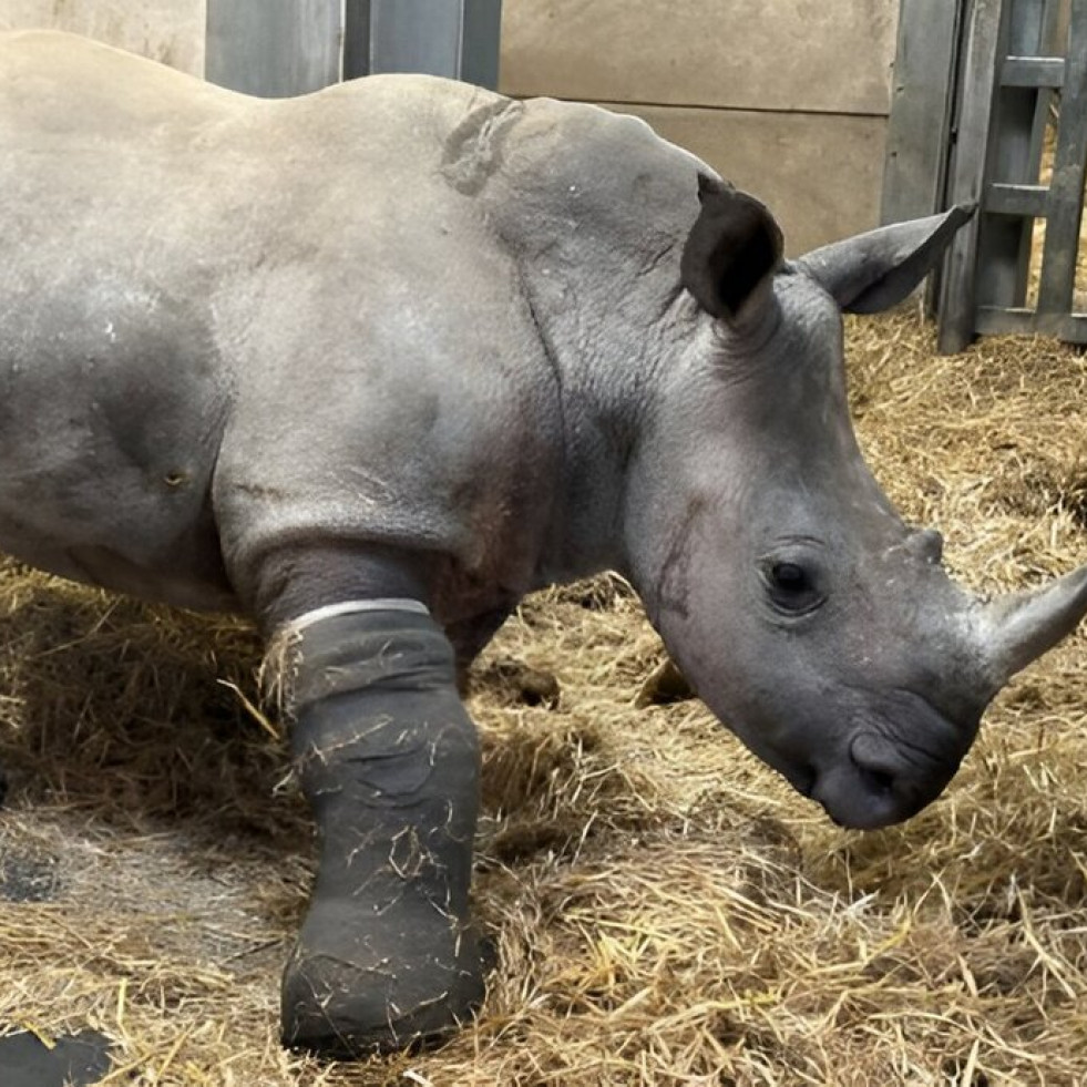 Un equipo de veterinarios lleva a cabo un insólito procedimiento quirúrgico para curar la pata de un rinoceronte