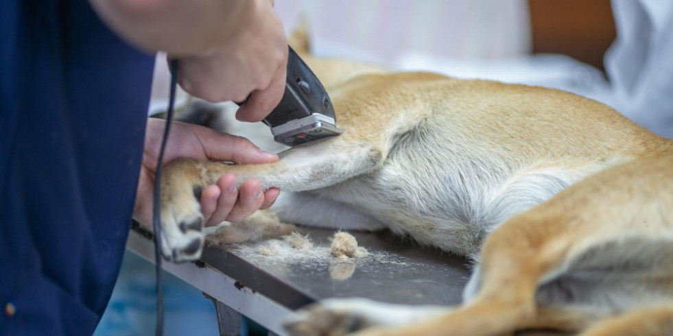 Analizan la frecuencia de uso y características de la anestesia intravenosa en mascotas