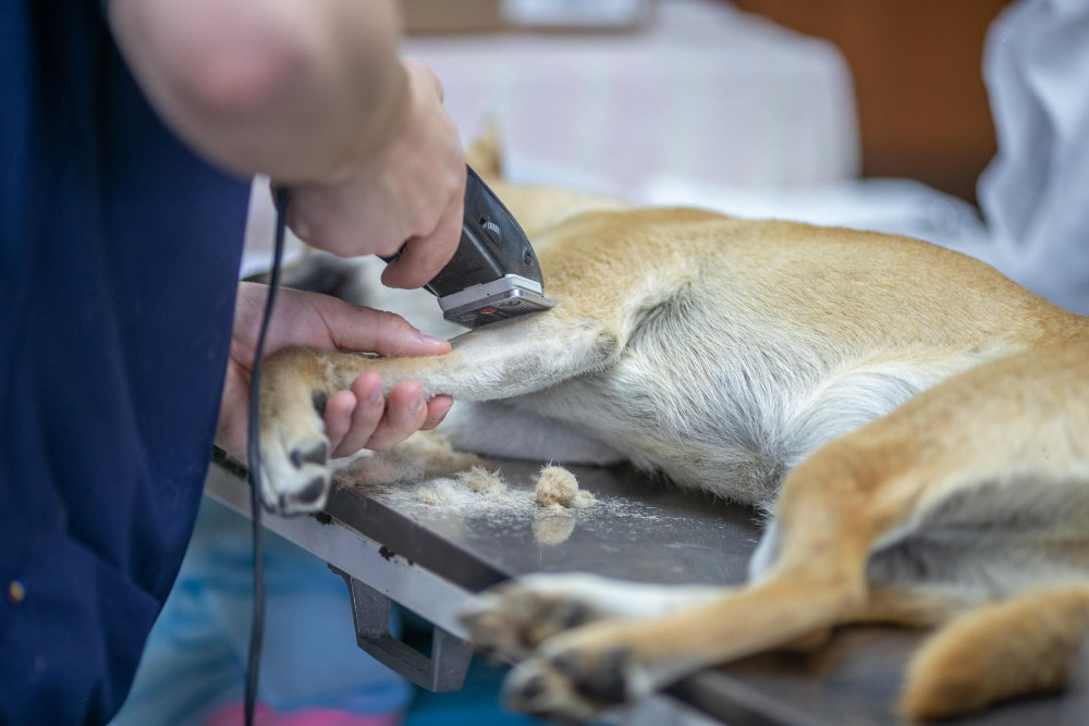 Analizan la frecuencia de uso y características de la anestesia intravenosa en mascotas