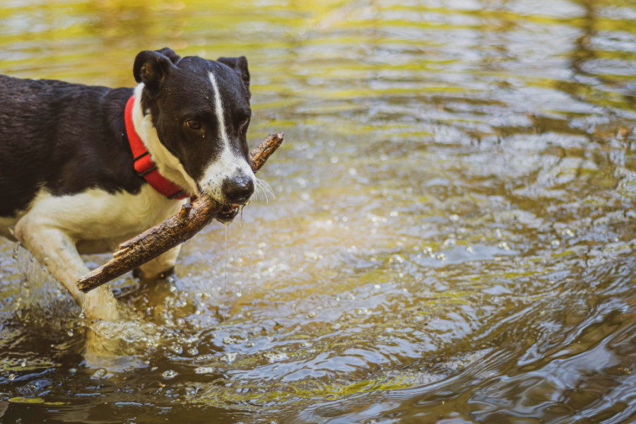 Perro agua