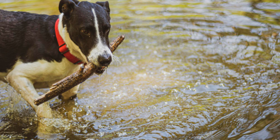 Una nueva técnica permite un rápido enfriamiento de los perros en casos de golpe de calor