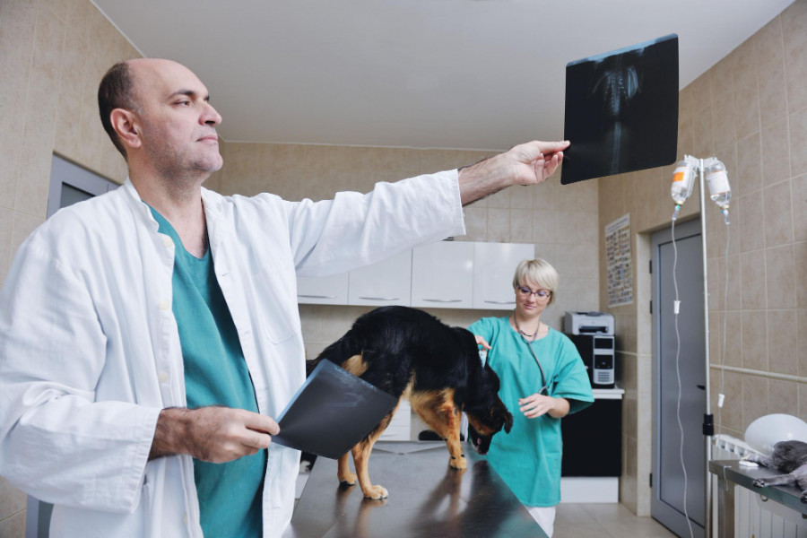 Radiologia veterinaria