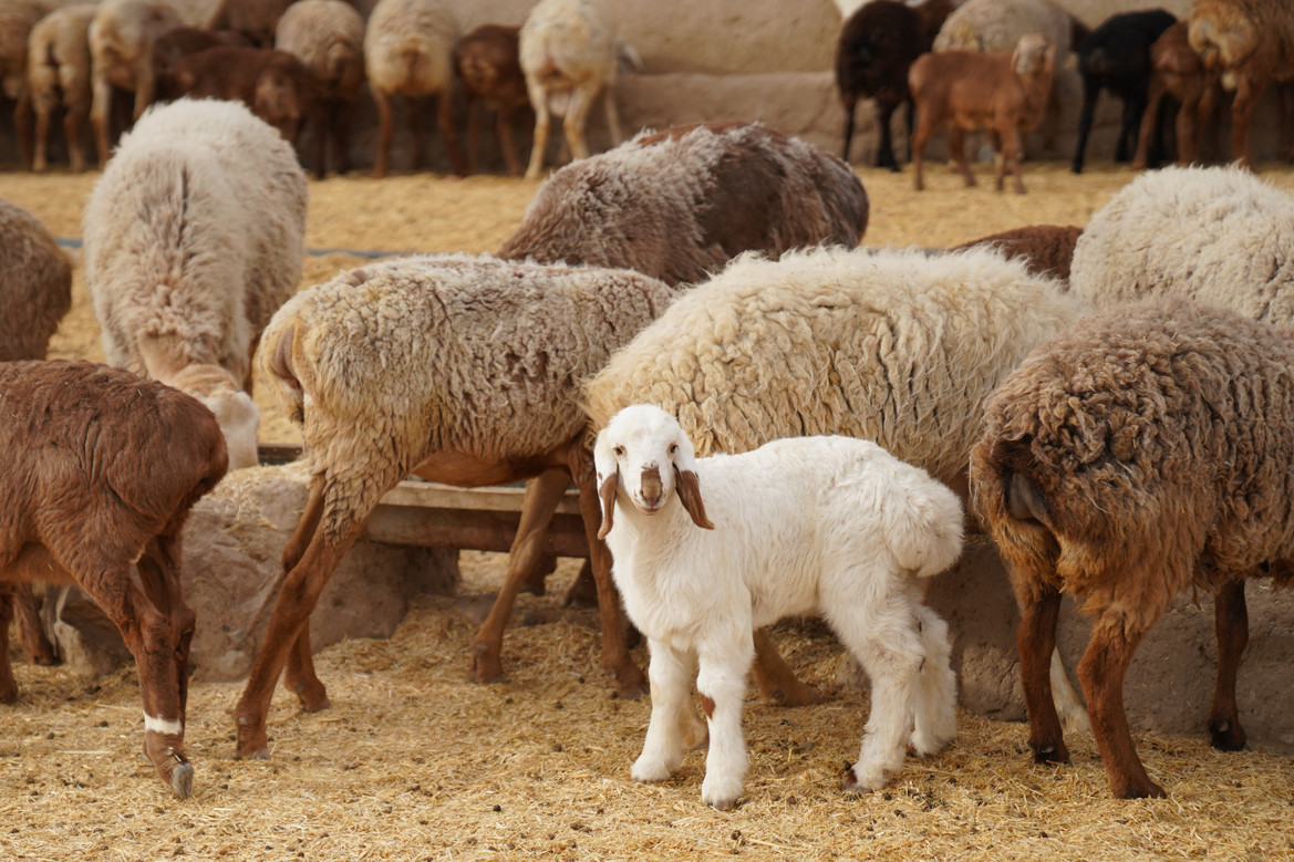 Pequeños rumiantes