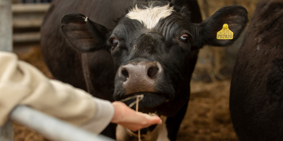 Veterinarios españoles prueban una sencilla técnica para el diagnóstico de la metritis bovina