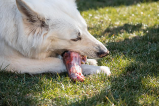 Dieta con carne cruda, segundo factor de riesgo de enterobacterias resistentes a los antibióticos en perros