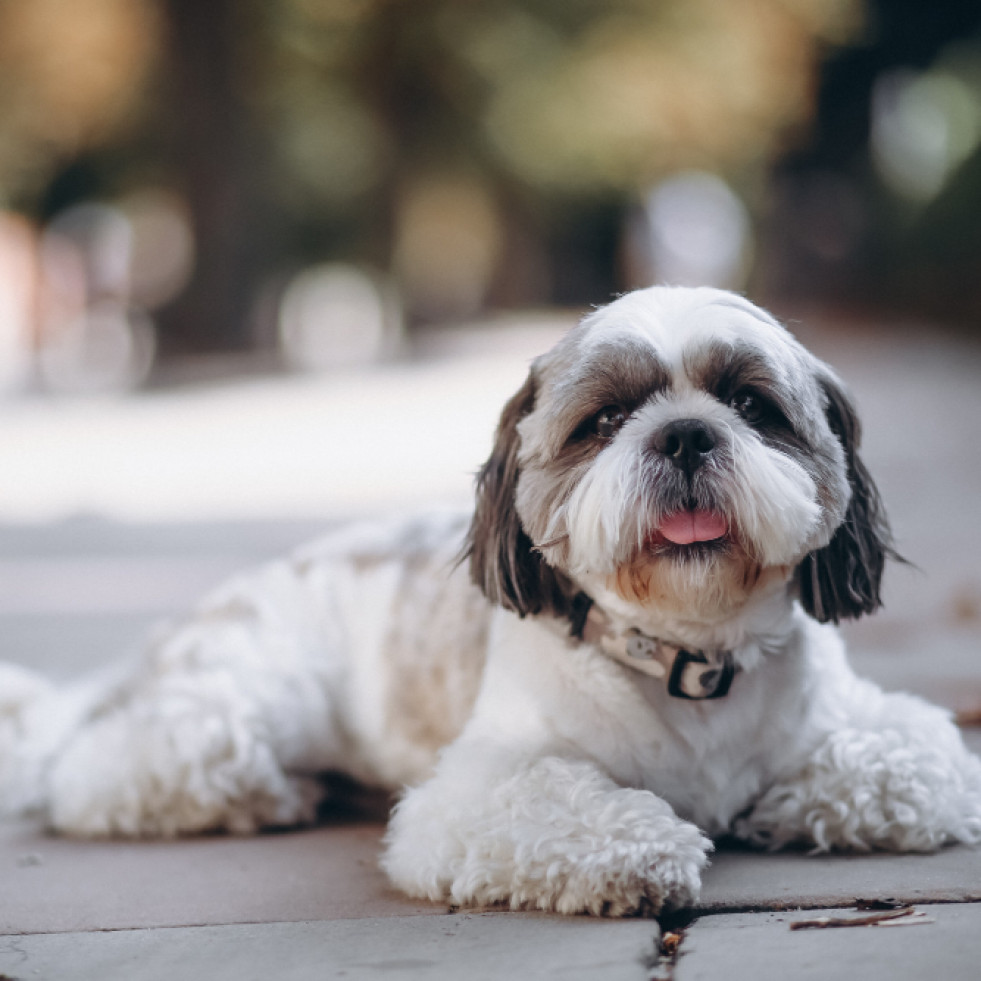 Los trasplantes fecales reducen los síntomas de TDAH y ansiedad en perros con epilepsia