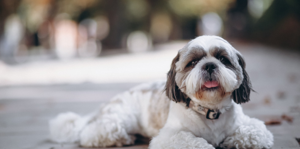 Los trasplantes fecales reducen los síntomas de TDAH y ansiedad en perros con epilepsia