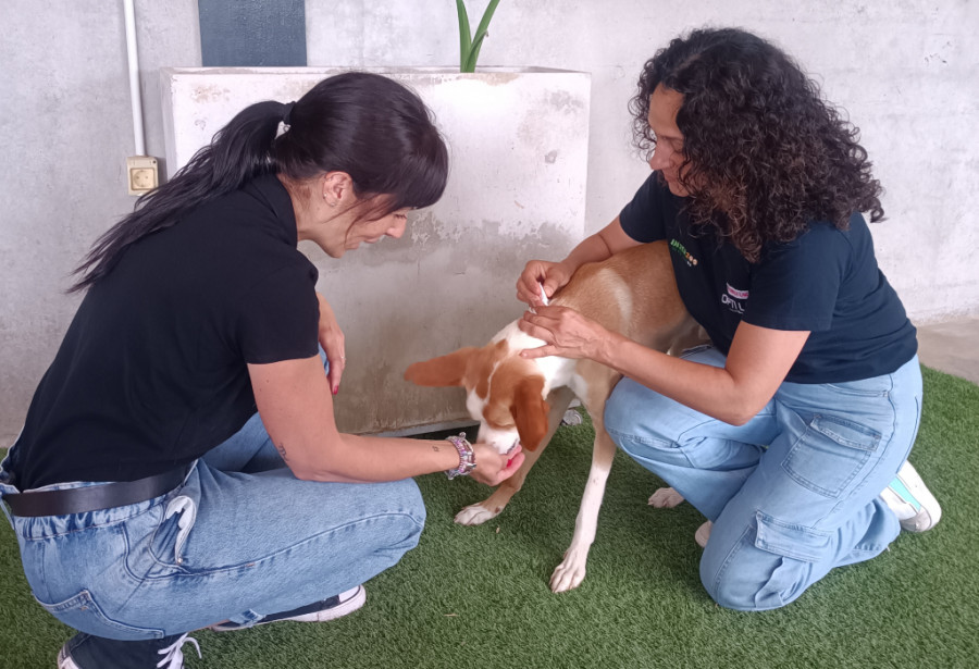 Elanco colabora en la desparasitación y adopción de perros y gatos de la Fundación Jadoul junto con Interzoo