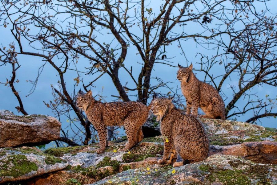 Tres linces ibéricos en su hábitat natural. / STOCKPHOTOASTUR