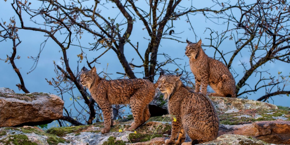 Investigadores españoles proponen usar la inteligencia artificial para mejorar la detección de animales en zonas aisladas