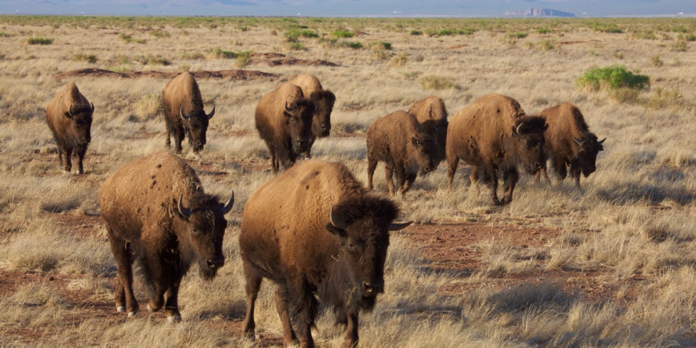 México fortalece la colaboración con Estados Unidos y Canadá para conservar al bisonte americano