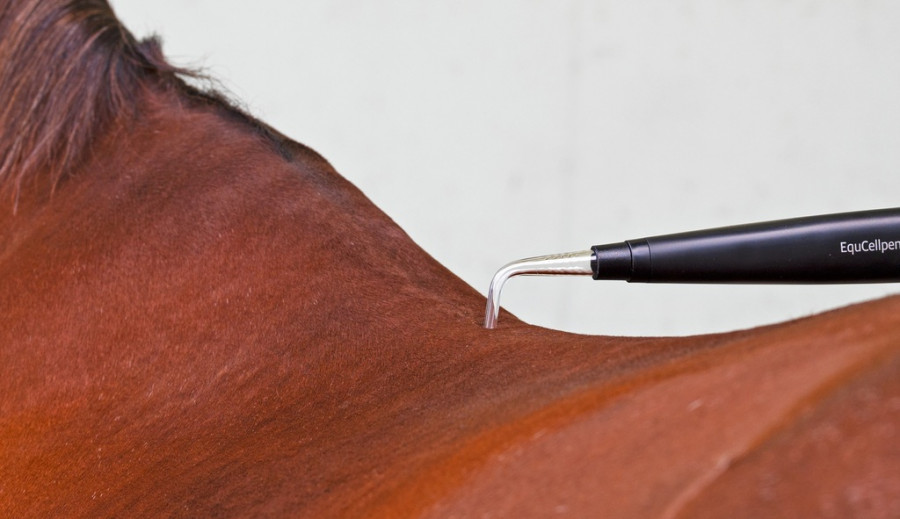 Equcellpen caballo