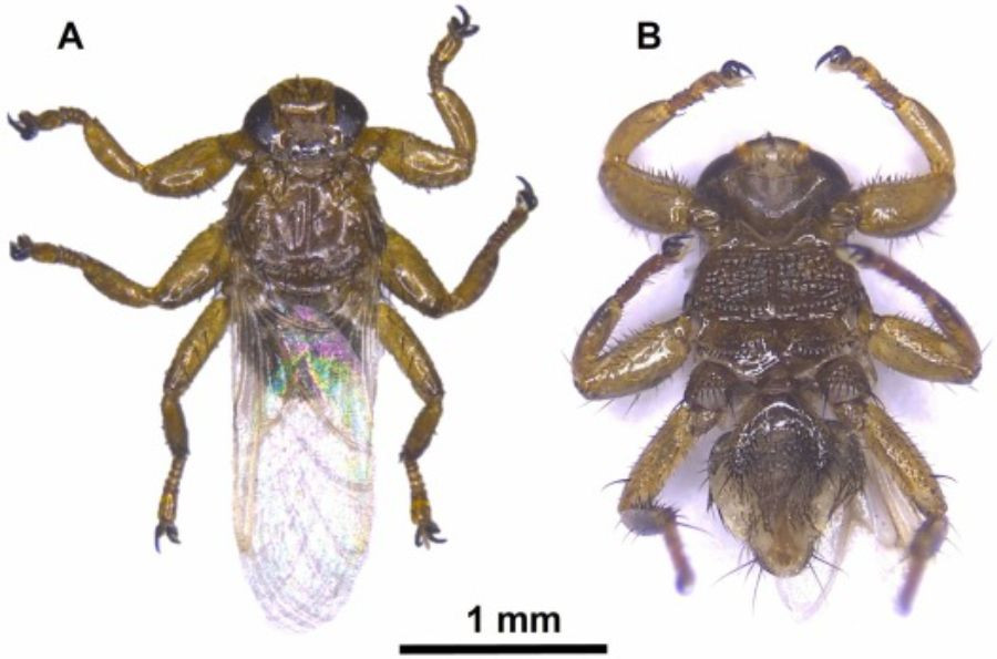 mosca piojo