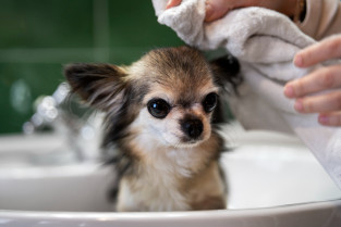 Cómo prevenir el gusano barrenador del ganado en mascotas